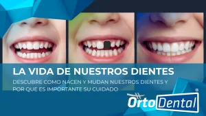 La vida de nuestros dientes